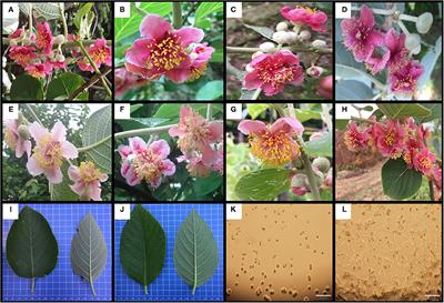 Genome-Wide Association Studies Provide Insights into the Genetic Determination of Flower and Leaf Traits of Actinidia eriantha